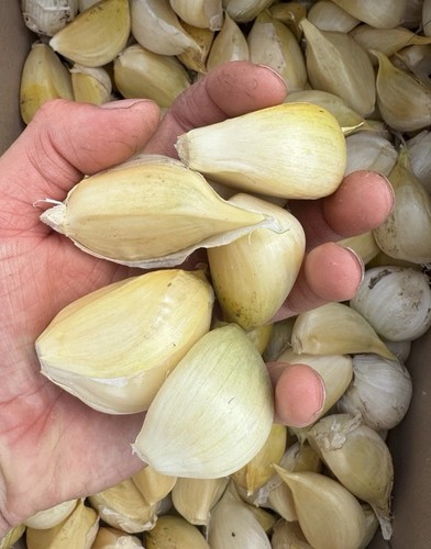 Elephant garlic cloves - 10,