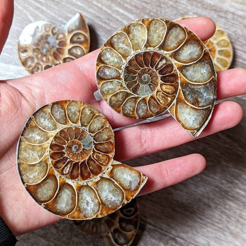 Half cut natural ammonite - natural,