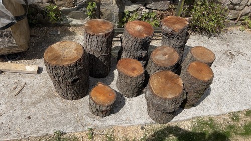 Rare redwood tree - rare,