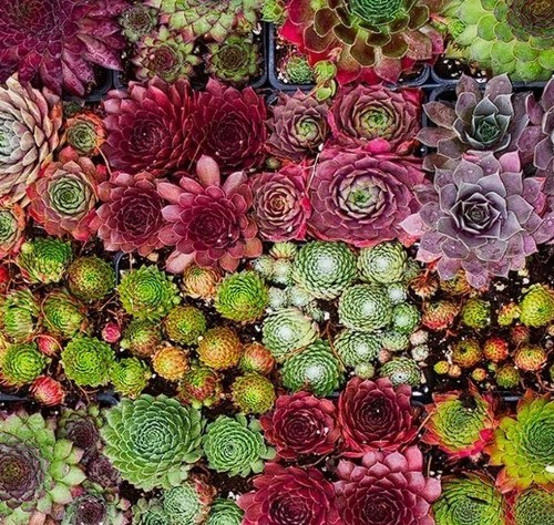 Sempervivum mix 100 seeds - sempervivum, |