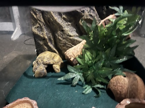 Habistat leopard gecko - leopard, starter