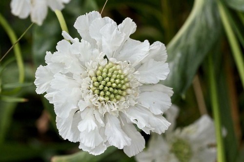 Pack scabiosa - x6, (pincushion)