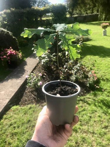 Oak tree saplings 20cm - oak,