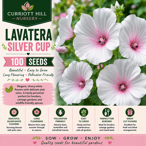 Lavatera silver cup - silver,
