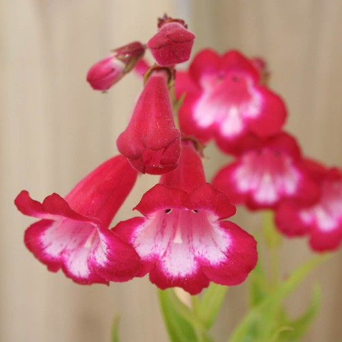 Penstemon king george in - penstemon,