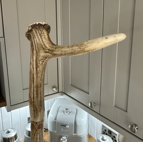 Antler handle walking stick - antler,