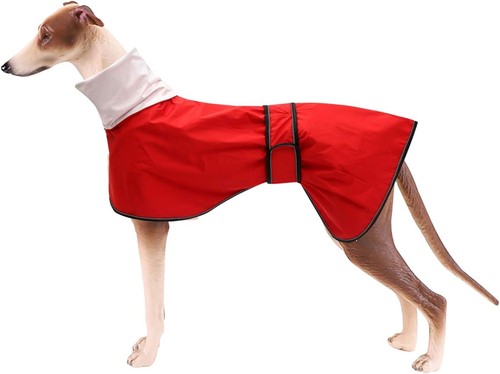 Whippet greyhound dog raincoat - whippet,