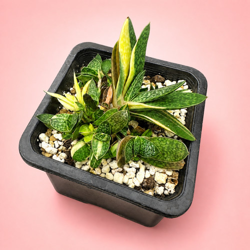 Clearance variegated haworthia - clearance,