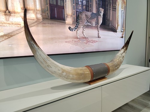 Authentic real bull cow - authentic,