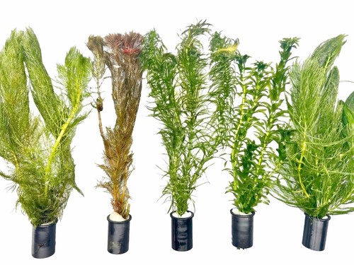 Oxygenating pond plants - oxygenating,