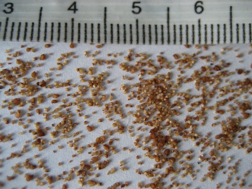 Lithop seeds 2026 - seeds,