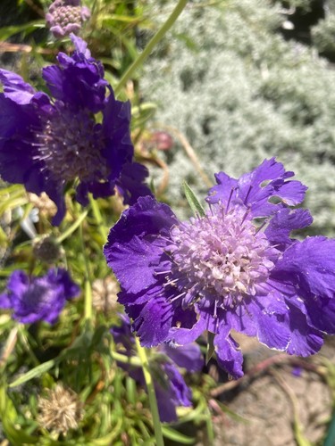 Scabious scabiosa plant - scabious, blue