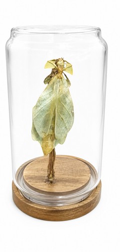 Phylliidae leaf mimic - phylliidae, xl