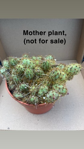 Opuntia fragilis brittle - opuntia,