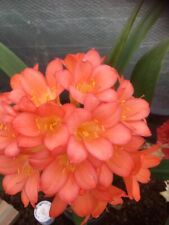 2 x Clivia m. Pastel Pink seeds. UK National Collection holders