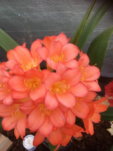 Clivia pastel pink - clivia,