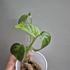 Monstera Adansonii - Monstera