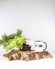 Juniper Bonsai Tree –