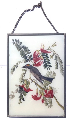 Audubon gray kingbird x - audubon,
