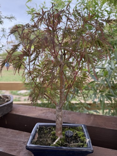 Japanese maple acer pre - acer, pre-bonsai