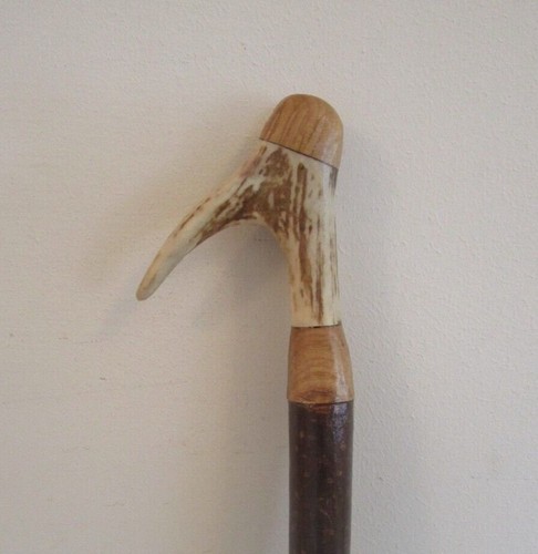 Sika deer antler hazel - deer, on