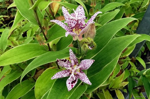 Toad lily variegated - toad,