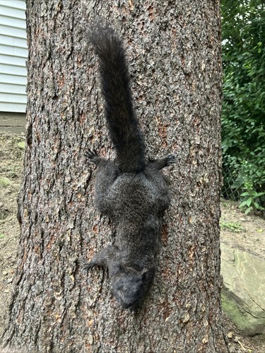 Black squirrel climbing - black,