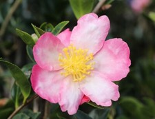 Camellia sasanqua Rainbow  2L pot winter flowering camellia