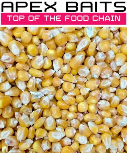Maize seed carp - maize,