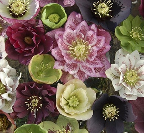 Mixed hellebore christmas - hellebore, (christmas