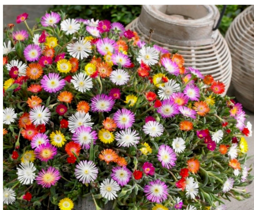 Delosperma alpine plant ice - plant,