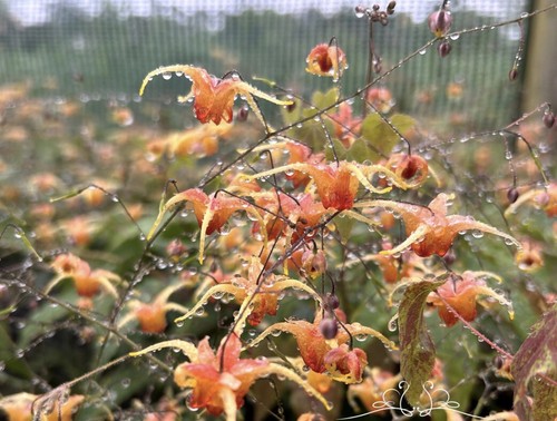 100 seeds epimedium amber - 100,