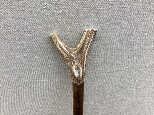 Red deer antler walking hazel - red,