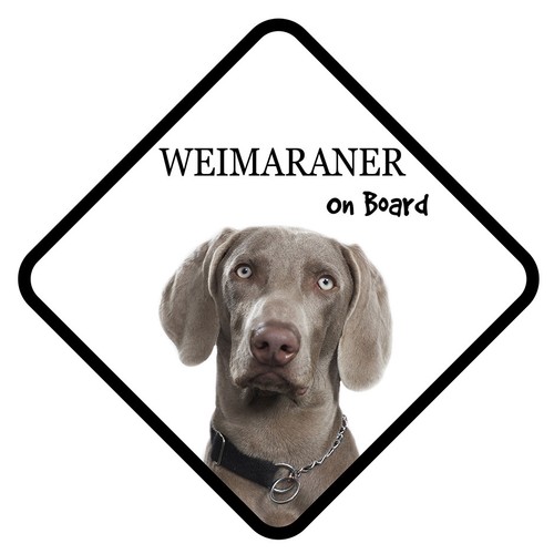 Weimaraner dog board car - weimaraner,