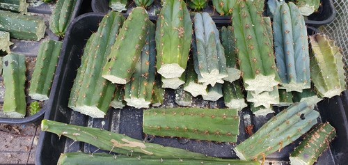Grafting stocks x10 cactus - grafting,