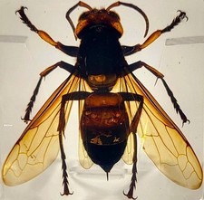 38mm Real Asian Giant Hornet in Square Lucite Resin Science Education Specimen