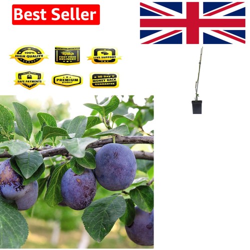 Dwarf black amber - black, plum