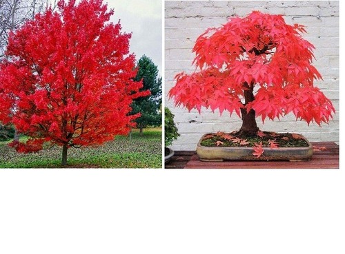 Red maple tree acer - maple, rubrum