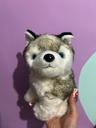 Brand new siberian husky - husky, puppy