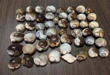 50 Small Florida Apple Snail