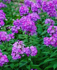 Phlox paniculata Laura 3 Bare