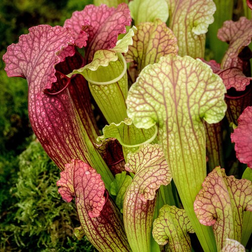 Sarracenia smoorii - sarracenia,