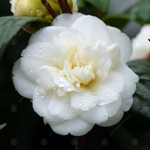 Camellia japonica