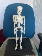 Human Anatomical Skeleton