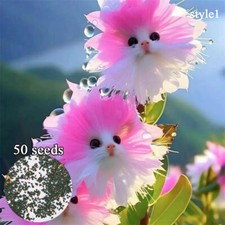 50x Big Flower Faced Cat Orchid Seeds Are Full Of Fragrant Potted Garden Plants