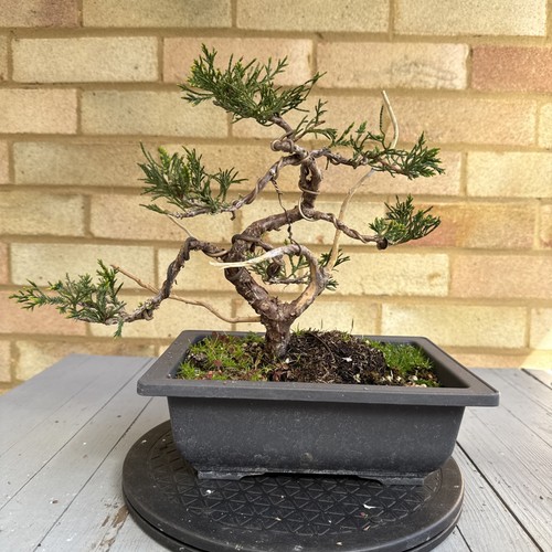 Pre bonsai juniper tree mint - bonsai, (mint