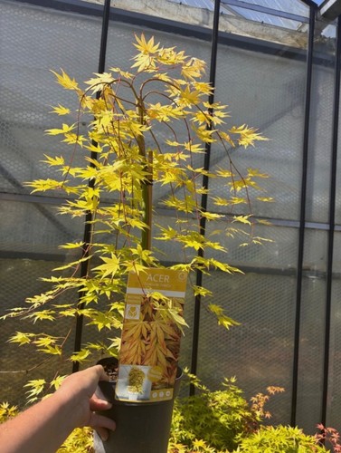 Acer cascade gold weeping - acer,