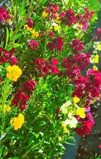 Flower Seeds Annual Biennial