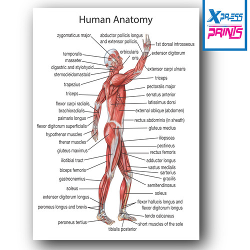 Human anatomy muscles the - anatomy,