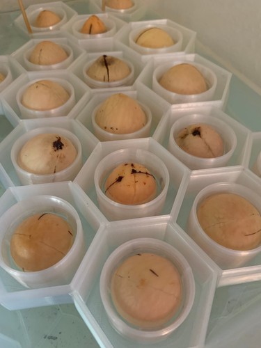 Avocado seed boat - seed, •